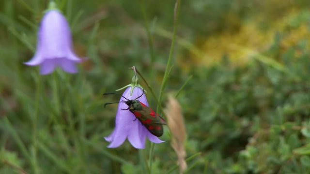 Steady, medium close up shot of a Five-spot Burnet moth on a purple flower.