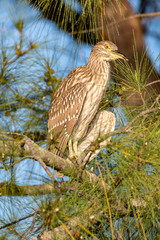 Immature Black crowned night heron perched on a branch 