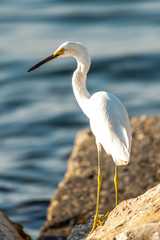 Snowy egret standing on the shore in Tampa Bay