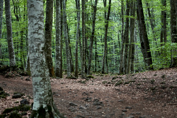 Paseo entre bosque de hayas sombrío, La Fageda d'en Jordà