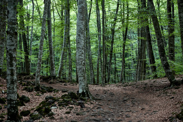 Fototapeta premium Paseo entre bosque de hayas sombrío, La Fageda d'en Jordà