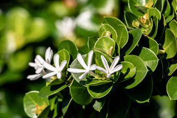 Fototapeta na wymiar Little white flowers on a bush in Florida