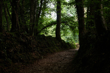 Paseo entre bosque de hayas sombrío, La Fageda d'en Jordà