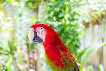 Portrait von einem roten Papagei