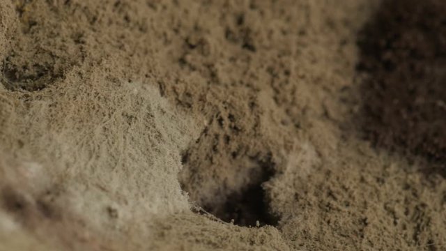 mold on bread, closeup, extreme macro, rotating