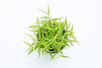 Green yellow plant in pot on white background.