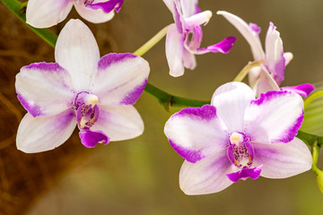 Fototapeta na wymiar Purple and white hanging plant in a garden