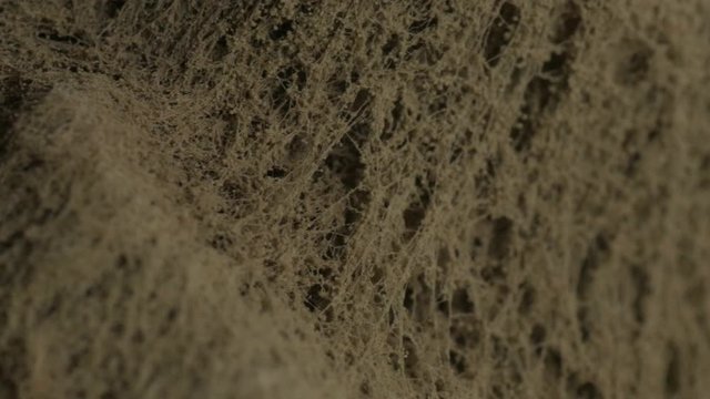 mold on bread, closeup, extreme macro, rotating