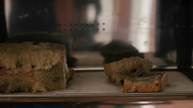 showing moldy bread inside bread box