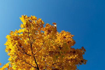 farbiges Herbstlaub an einem Baum, von unten fotografiert