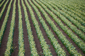 Vistas de campo cultivado