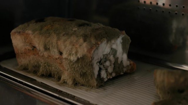 opening a bread box and showing moldy bread inside