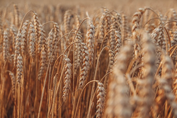 Obraz premium Wheat closeup. Wheat field. Background of ripening ears of wheat. Harvest and food concept.