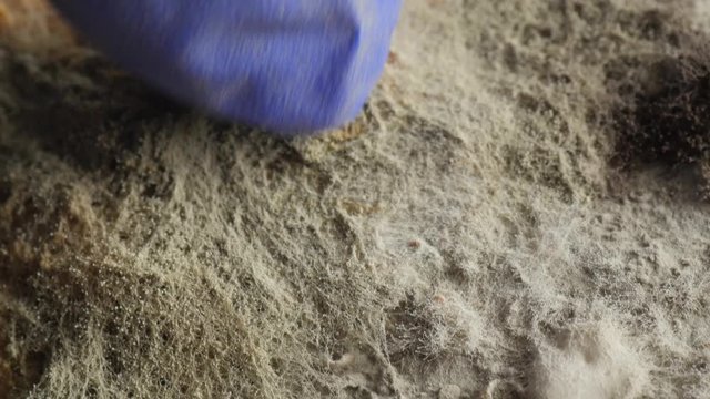mold on bread, closeup, extreme macro