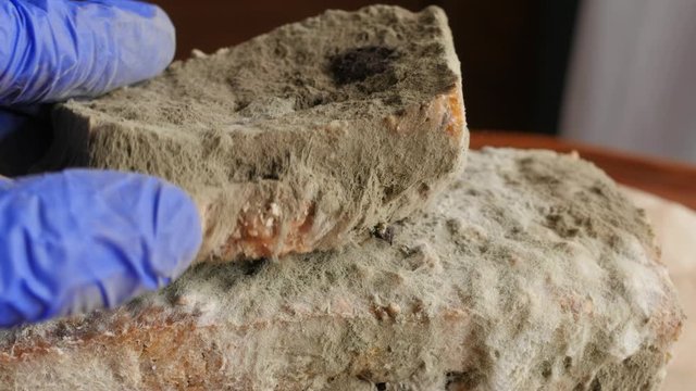 showing moldy bread to the camera
