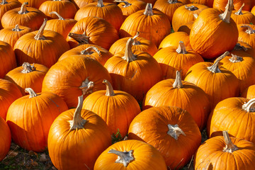 sehr viele orange Kürbisse liegen auf einem Haufen