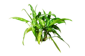 Aglaonema is a tropical shrub. Isolated on white background. An object for any design project.