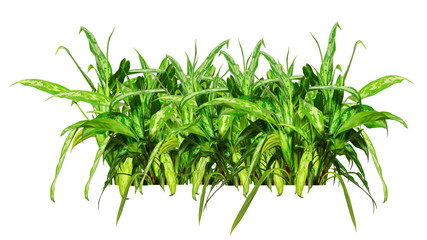 border of evergreen shrub Aglaonema. Decoration for design project. Isolated on white background.