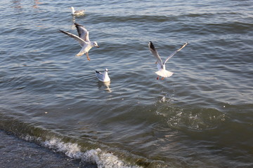 Seagulls 5