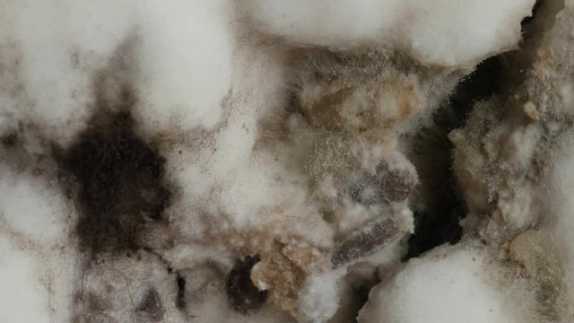 mold on bread, closeup, extreme macro, rotating