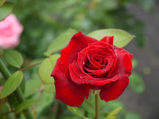 Die Rose