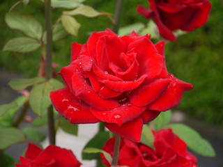 Rose mit Regentropfen