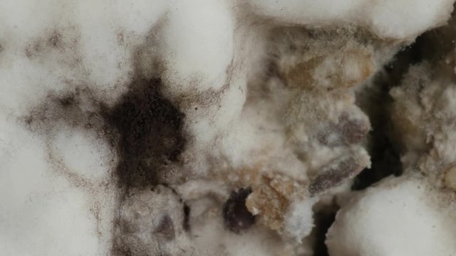 mold on bread, closeup, extreme macro, rotating