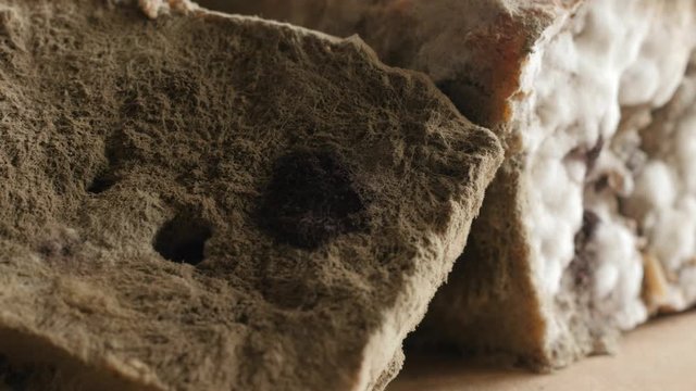 moldy bread rotating, turning round