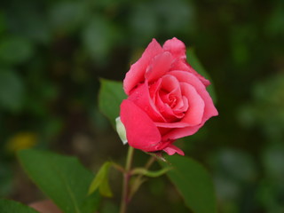 The pink beauty 1