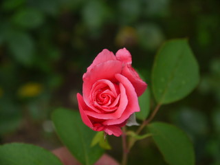 The pink beauty
