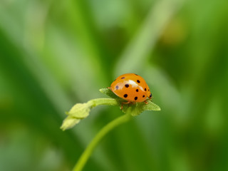 ladybug on green leaf