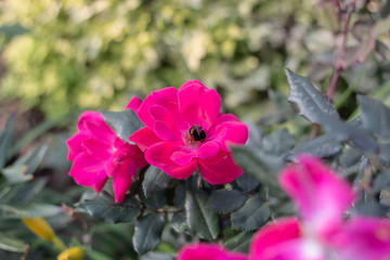 Bumblebee in a bright pink flower