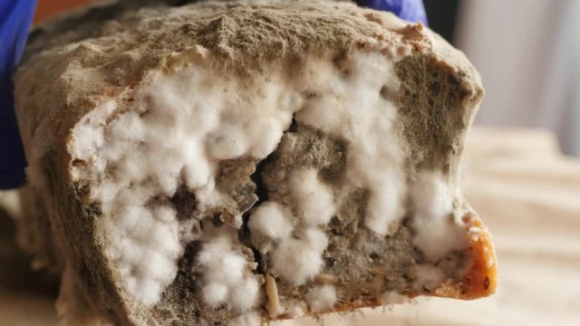 showing moldy bread to the camera