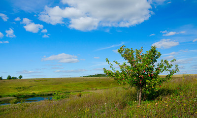 Obraz premium Sunny summer scene with wild growing apple tree