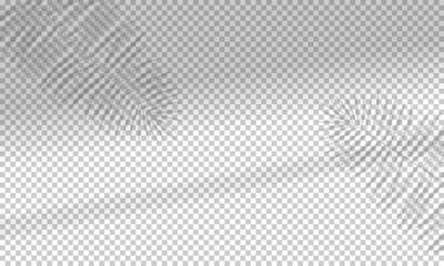 Vector illustration with shadow overlays  on transparent background. Organic and window frame shadows for natural light effects. Photo-realistic scene with palm leaves