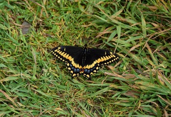 black Swallowtail butterfly resting on grass
