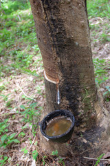 Bowl for rubber latex on rubber tree on a rubber farm in Thailand. Rubber harvest season.