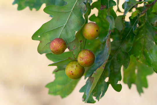 Oak apples on leaves. Galls of Cynips quercusfolii  on a oak tree leaves. Place for text.