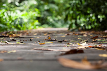 Pathway bridge wood background bokeh