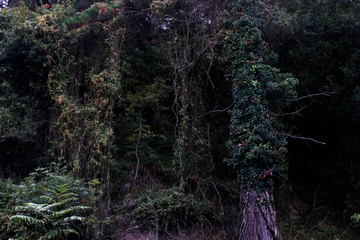 View of a forest close to Bilbao