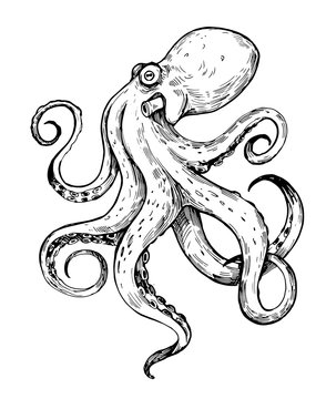 Octopus Outline Images – Browse 10,647 Stock Photos, Vectors, and Video |  Adobe Stock