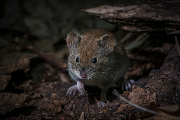 Удивительная природа