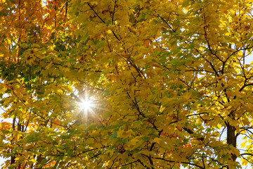 farbiges Herbstlaub an einem Baum, von unten fotografiert