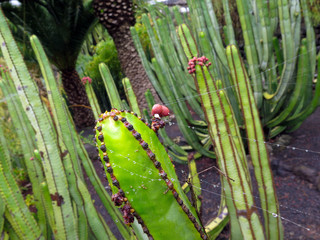 canary cactus