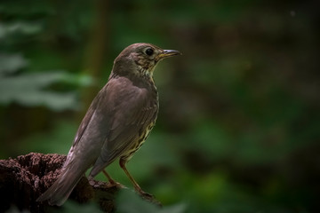 Удивительная природа