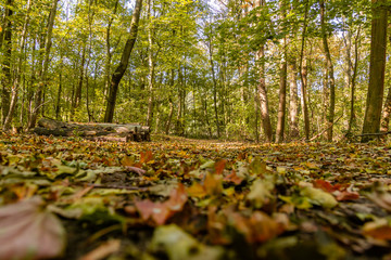 einen herbstlichen Wald aus Bodennähe, von unten fotografiert