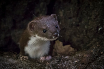 Удивительная природа