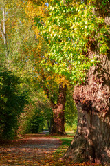 Bäume mit herbstlich gefärbten Blättern