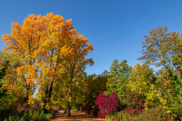 Naklejka premium farbiges Herbstlaub in einem Wald, Ahorn