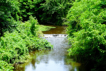 Fototapeta premium small waterfall in forest.